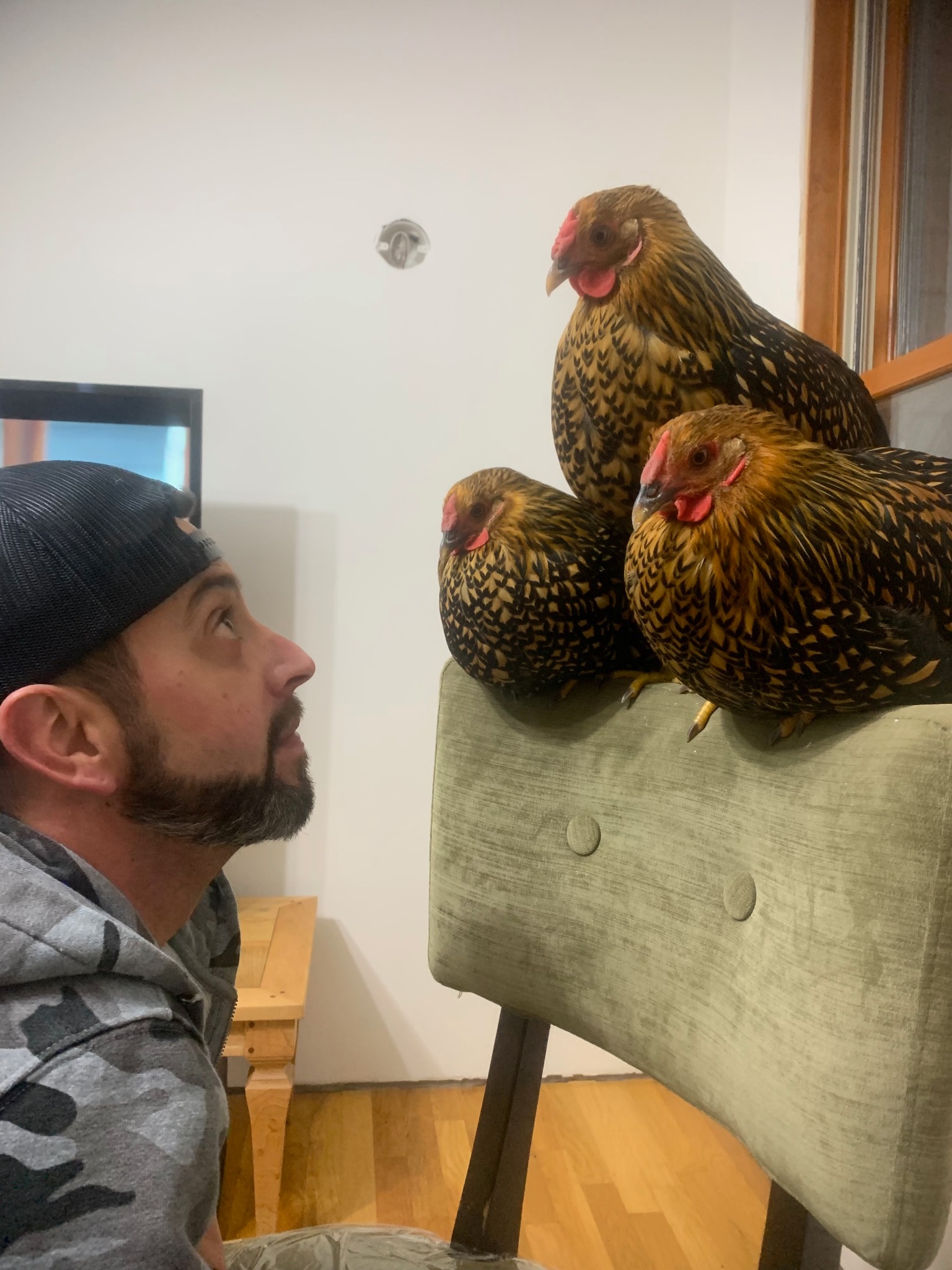 Adam face to face with three chickens at home